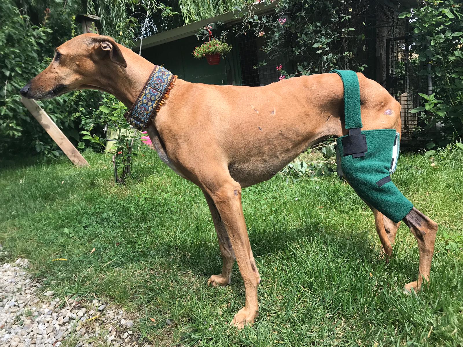 Hunde-Bandagen