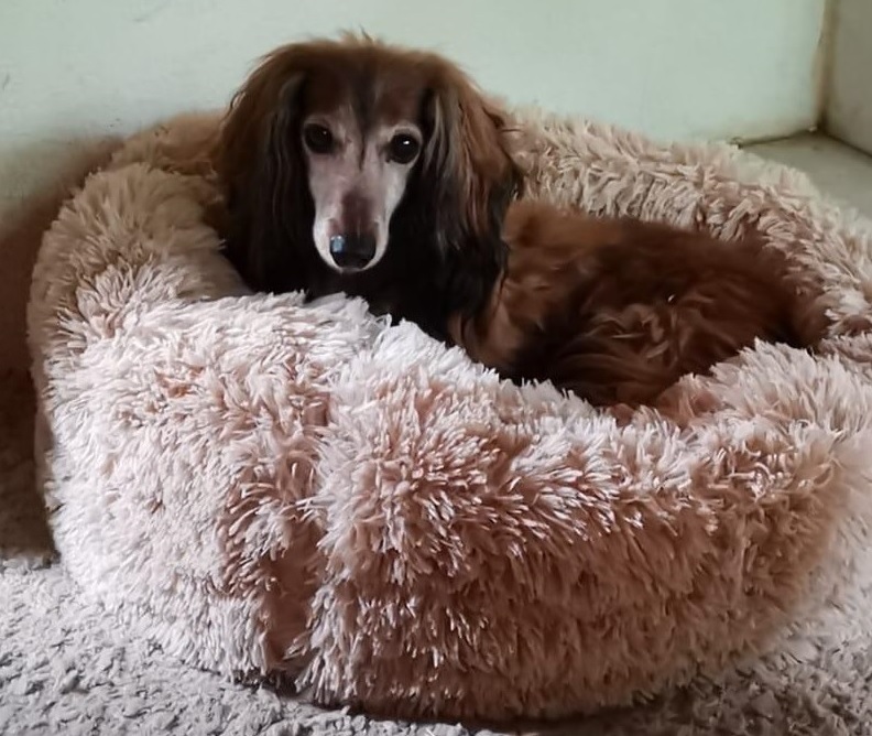 Kuschelbett für Hunde und Katzen