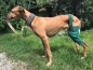 Preview: Hunde-Bandage für das Kniegelenk