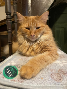 Regenerationsdecke für Hunde und Katzen. klein